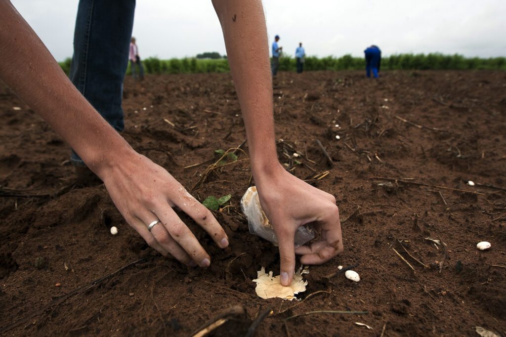 TdR | Implementação de recomposição da vegetação nativa na Bacia do Xingu