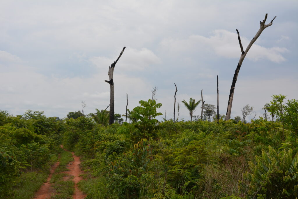 Incêndios criminosos impedem a regeneração das florestas na Terra Indígena Marãiwatsédé