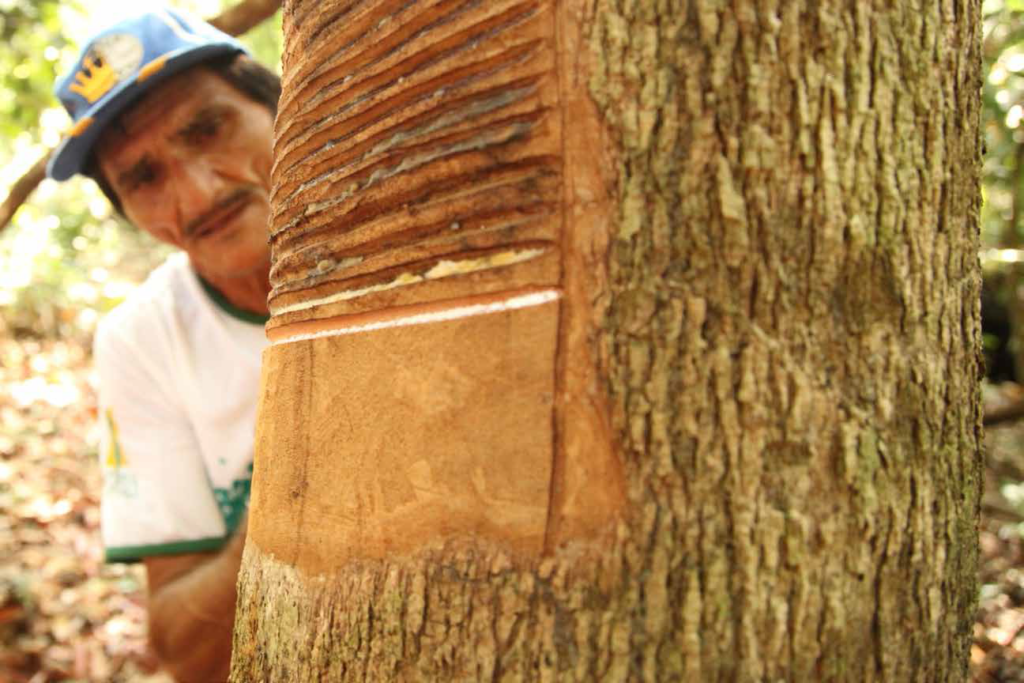 Selo Origens Brasil® permite ao consumidor conhecer a história de cada produto da floresta