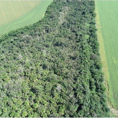 Pesquisa comprova que variabilidade genética é maior em áreas restauradas com plantio de sementes nativas