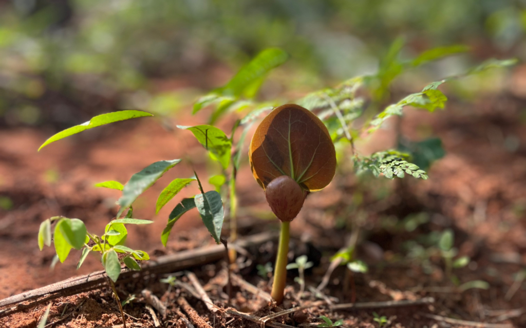 Duas áreas de restauração ecológica recebem manejo no PDS Bordolândia