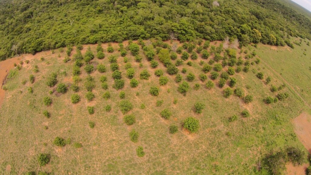 Kĩsêdjê plantam pequi em consórcio com pastagens e investem em nova fonte de renda