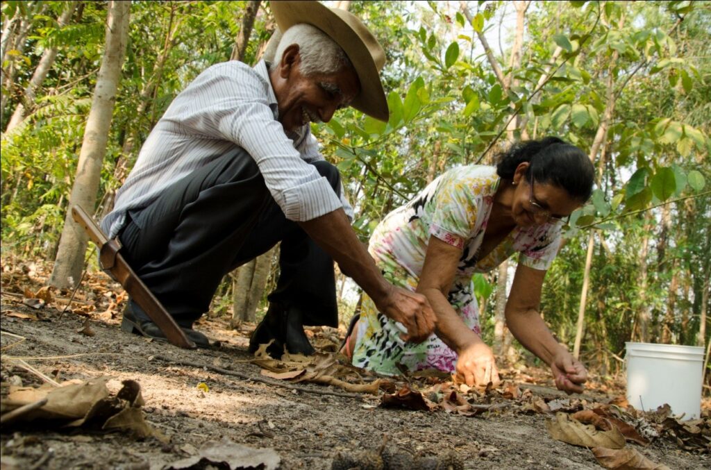 Agrofloresta é uma oportunidade para agricultura familiar