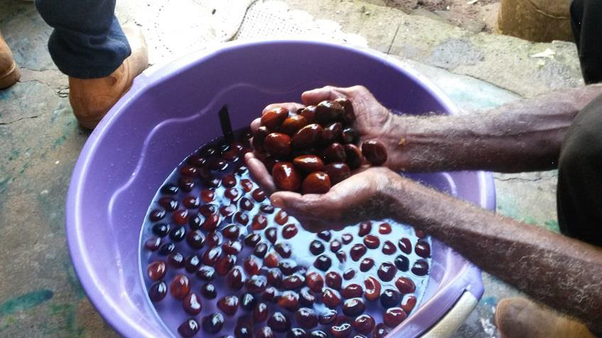 Oficina da Rede de Sementes do Xingu promove produção e manejo de sementes florestais para artesanato